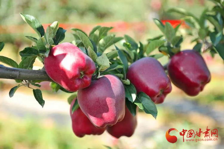 00300477877_29f940ac