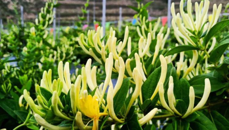 微信图片_20200516131536