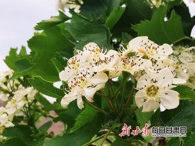 微信图片_20200516135008