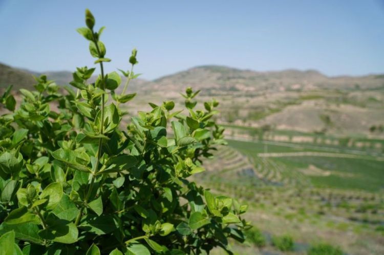 微信图片_20200520163933