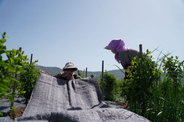 微信图片_20200520163941