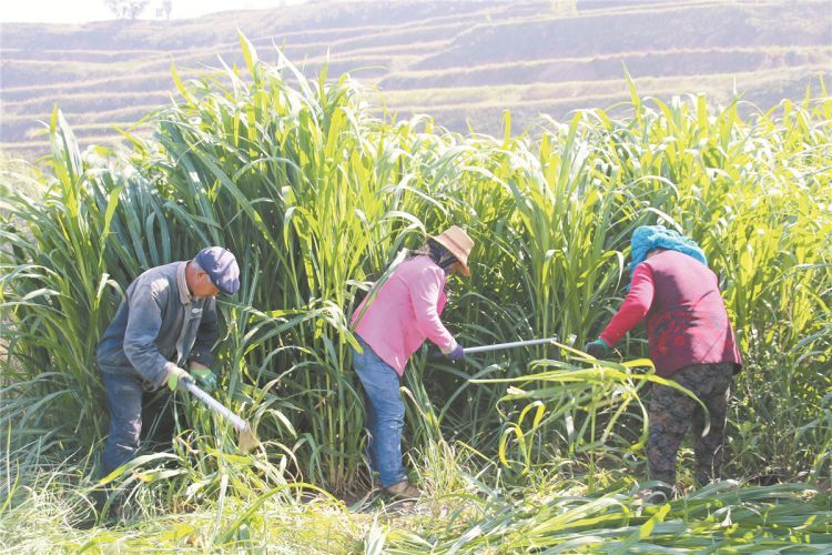 福州帮扶定西巨菌草试验种植项目